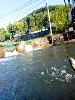 ニジマスの釣果