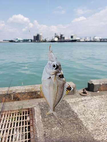 ヒイラギの釣果