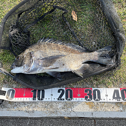 クロダイの釣果