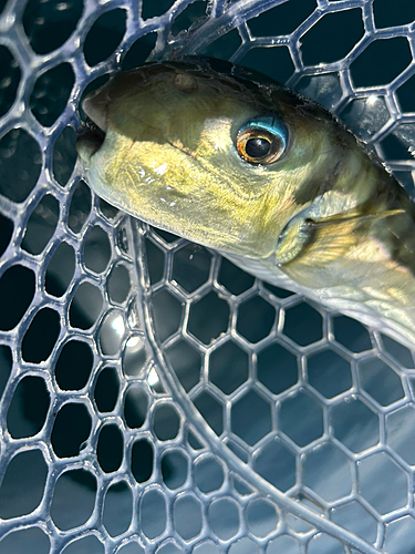 シロサバフグの釣果