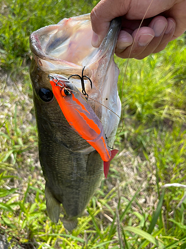 ブラックバスの釣果