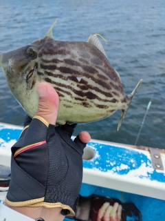 カワハギの釣果