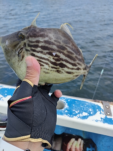 カワハギの釣果