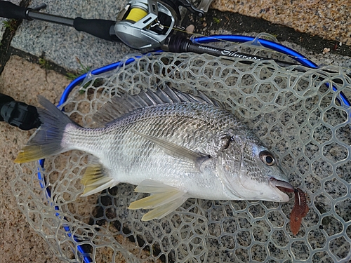 キビレの釣果