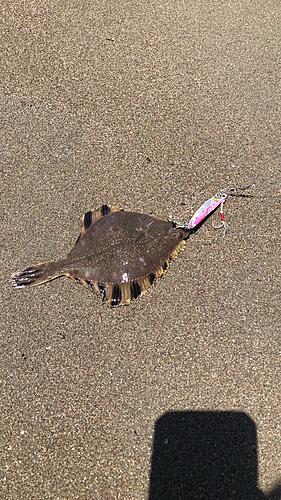 カワガレイの釣果