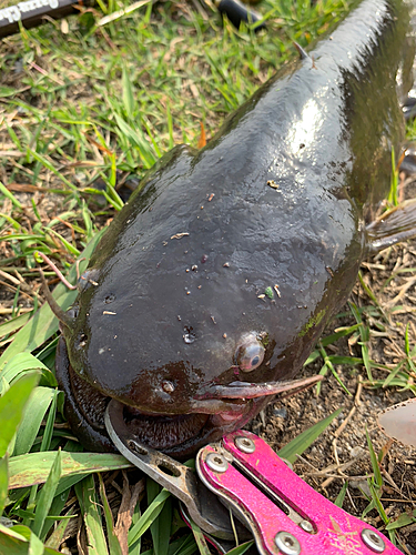 ナマズの釣果