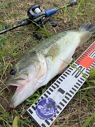 ラージマウスバスの釣果