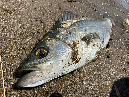 セイゴ（マルスズキ）の釣果