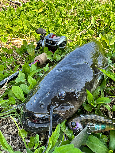 ナマズの釣果