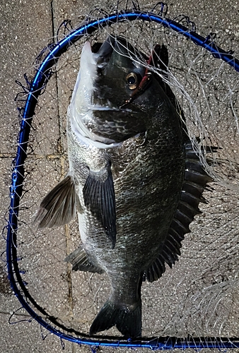 チヌの釣果