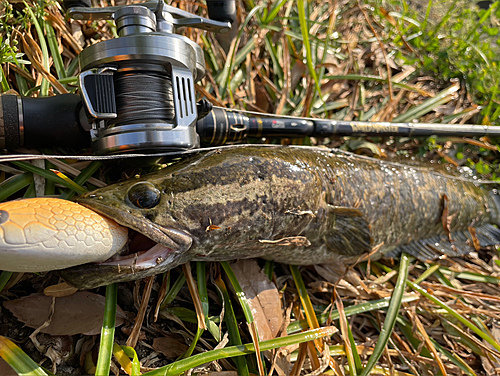 ライギョの釣果