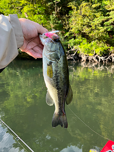 ラージマウスバスの釣果