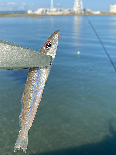 シロギスの釣果