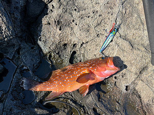 アコウの釣果