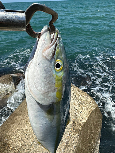 イナダの釣果