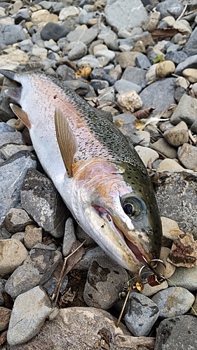 ニジマスの釣果