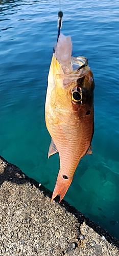 クロホシイシモチの釣果