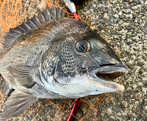 クロダイの釣果