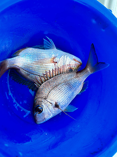 チダイの釣果