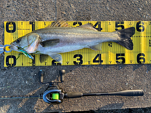 シーバスの釣果