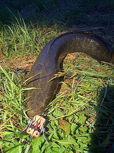 ライギョの釣果