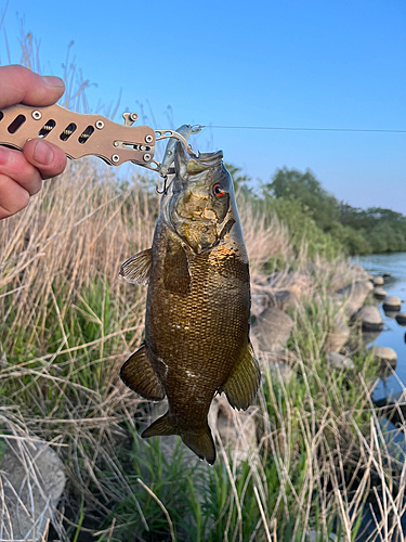 スモールマウスバスの釣果