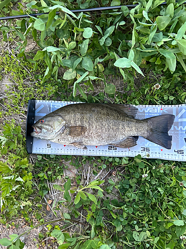 スモールマウスバスの釣果