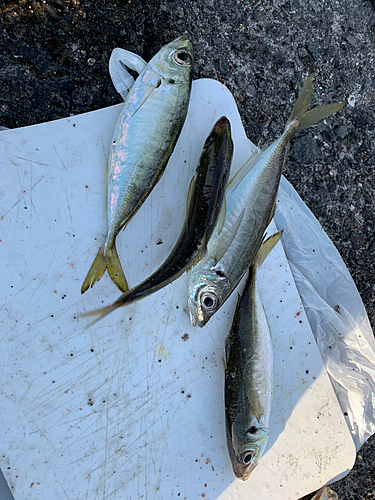 アジの釣果