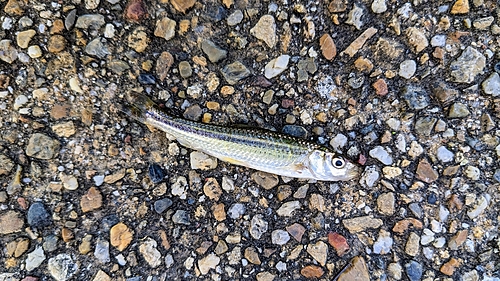 ホンモロコの釣果