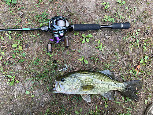 ブラックバスの釣果