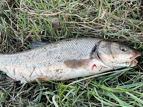 ウグイの釣果