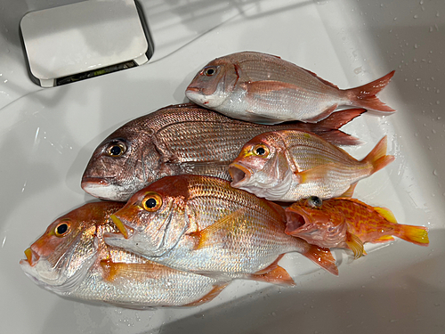 マダイの釣果