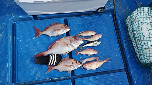 マダイの釣果