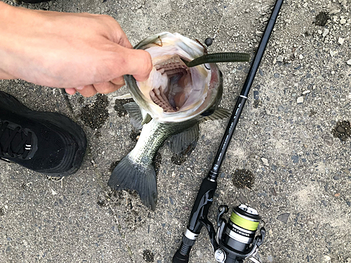 ブラックバスの釣果