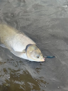 レンギョの釣果