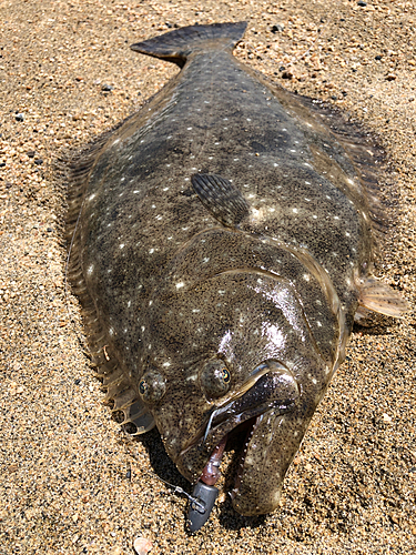 ヒラメの釣果