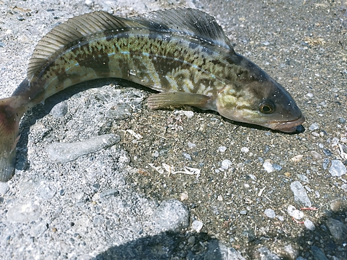 ホッケの釣果