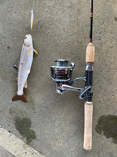 アメマスの釣果