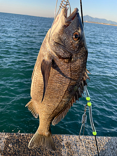 クロダイの釣果