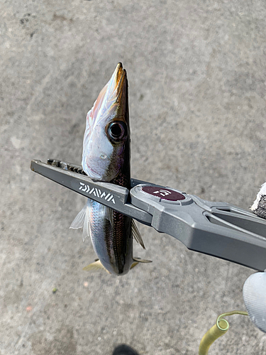 カマスの釣果