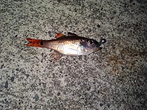 クロホシイシモチの釣果