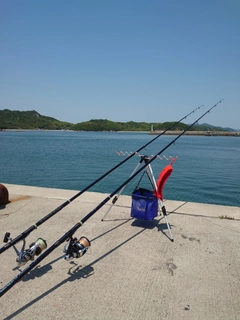 カンダイの釣果