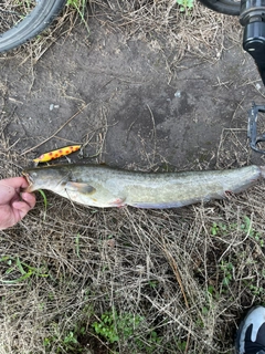 ニホンナマズの釣果