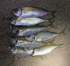 アジの釣果