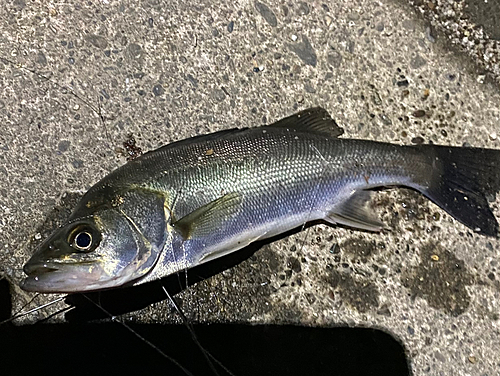 セイゴ（タイリクスズキ）の釣果