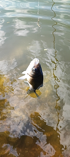 ヘラブナの釣果