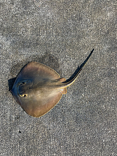 エイの釣果