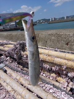 カマスの釣果