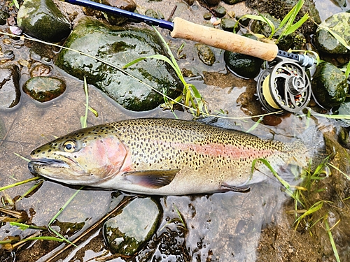 ニジマスの釣果