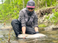 アメマスの釣果